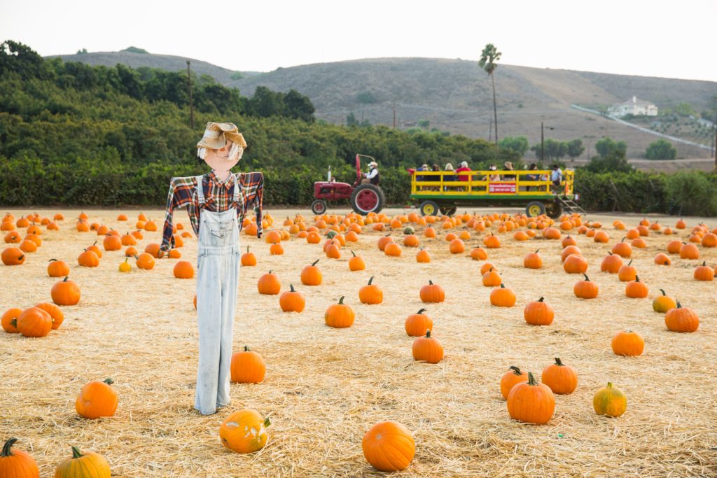 A scarecrow at a pumpkin patch